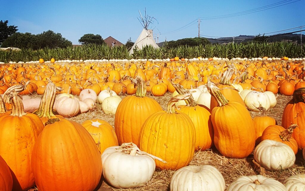 A fall pumpkin patch filled with pumpkins, used to harvest fresh seeds for roasting.