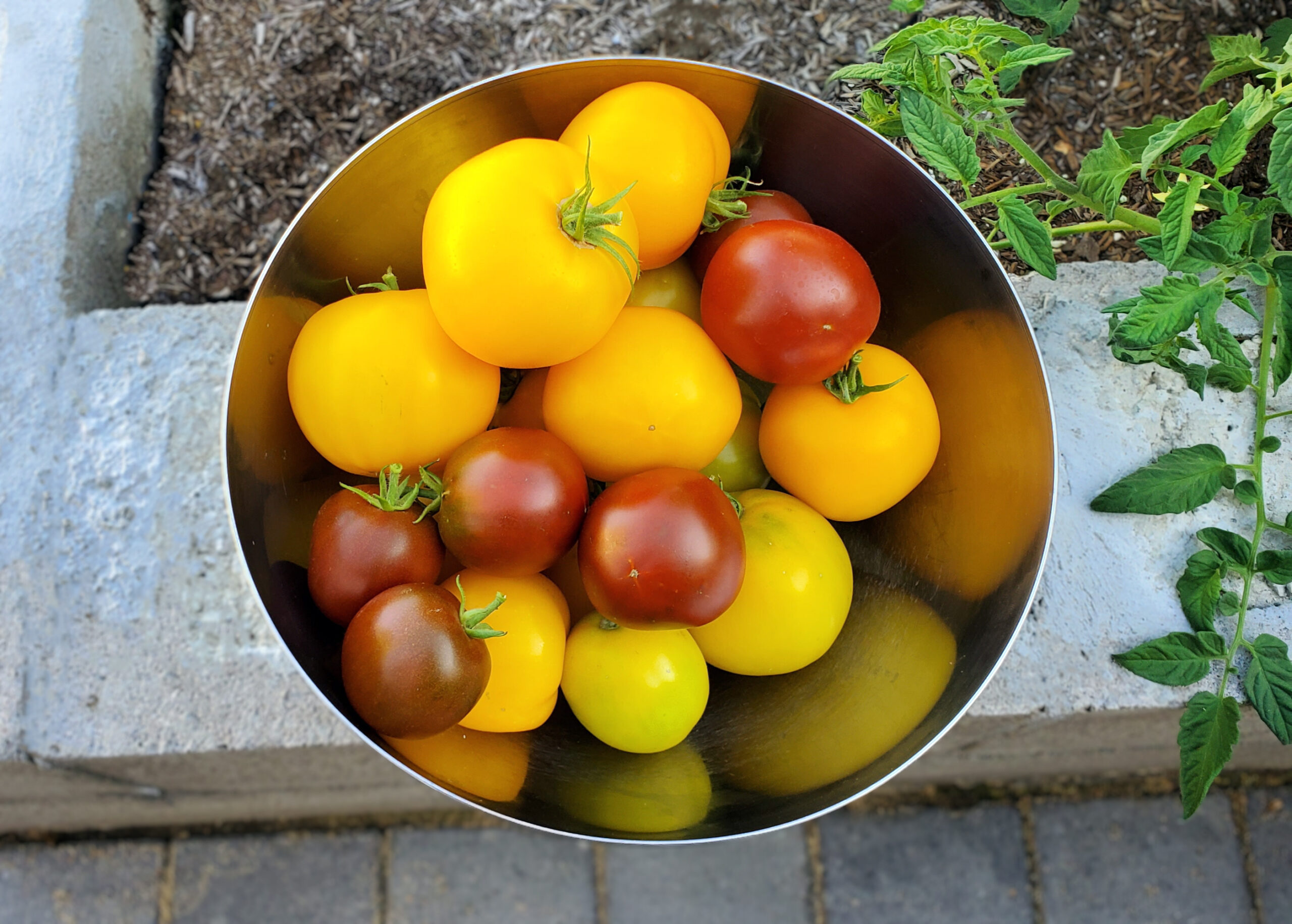 Heirloom Garden Tomatoes