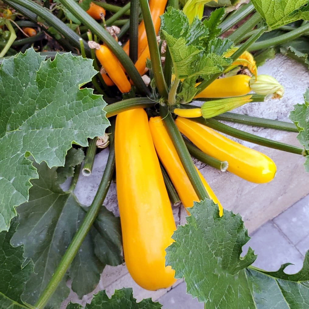 Fresh yellow squash growing in a summer garden, used for lemon poppy seed squash muffins.