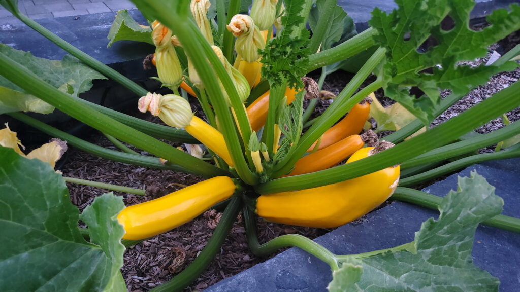 Fresh yellow squash growing in a summer garden.