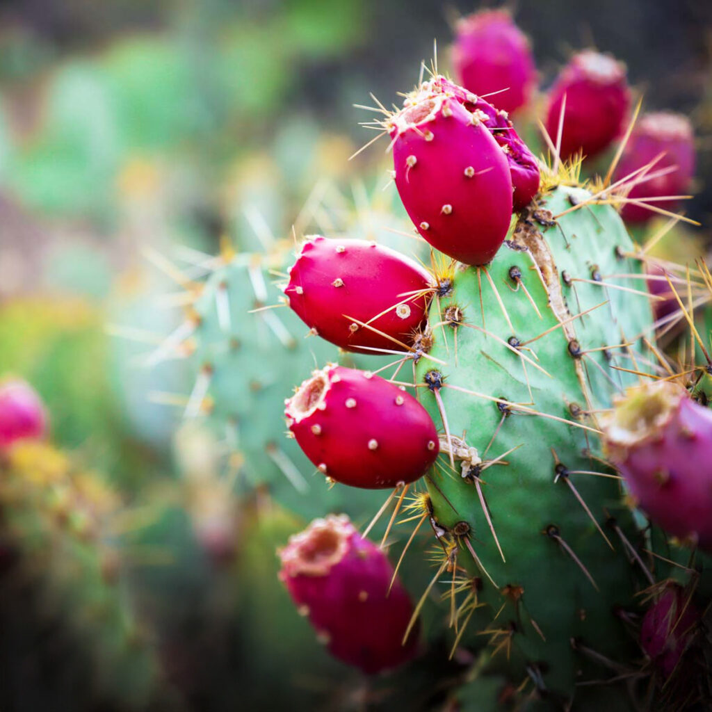 Prickly pear cactus growing in a Southern California landscape, with flat green paddles and ripe magenta fruit clustered along the edges under bright sunlight.
